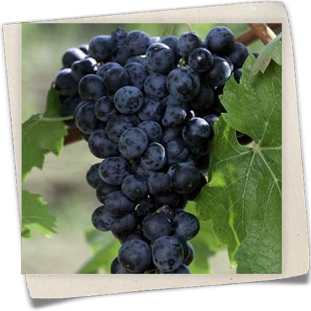 Weintraube 'Trollinger' Weintraube 'Trollinger'