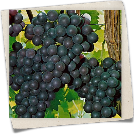 Weintraube 'Dornfelder' Weintraube 'Dornfelder'