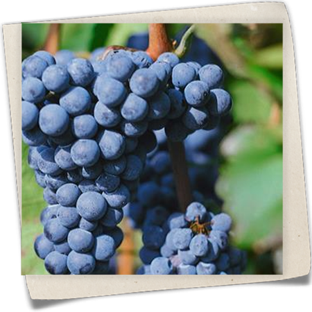 Weintraube 'Ontario' Weintraube 'Ontario'