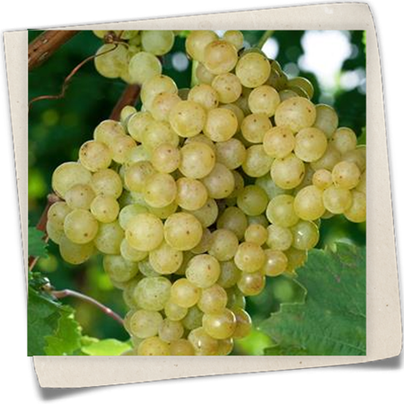 Tafeltraube 'Evita'® Tafeltraube 'Evita'®