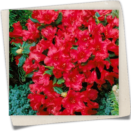 Zwergrhododendron 'Baden-Baden' Zwergrhododendron 'Baden-Baden'