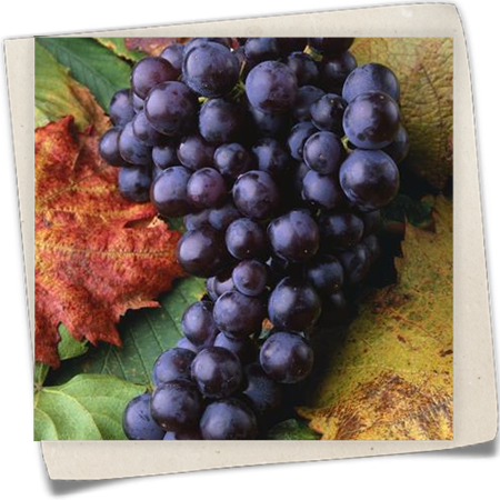 Tafeltraube 'Isabella' Tafeltraube 'Isabella'