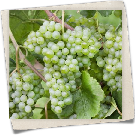 Weintraube 'New York' Weintraube 'New York'