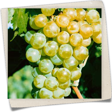 Weintraube 'Phoenix' Weintraube 'Phoenix'