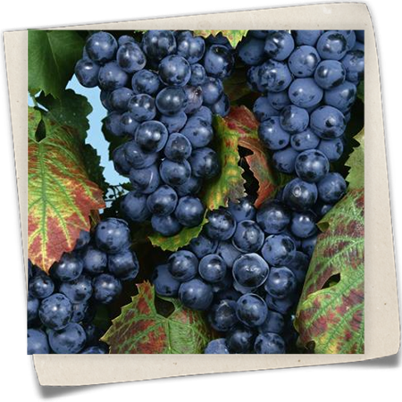 Weintraube 'Regent' Weintraube 'Regent'