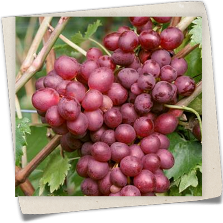 Tafeltraube 'Vanessa'® Tafeltraube 'Vanessa'®