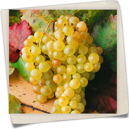 Weintraube 'Weißer Gutedel'(s) Weintraube 'Weißer Gutedel'(s)