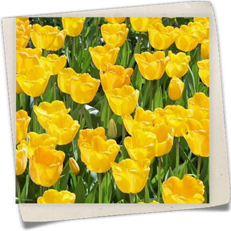 Tulpe 'Golden Parade' Tulpe 'Golden Parade'