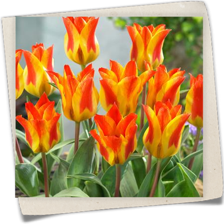 Tulpe 'Buttercup' Tulpe 'Buttercup'