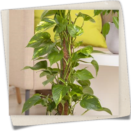 Goldene Efeutute Goldene Efeutute