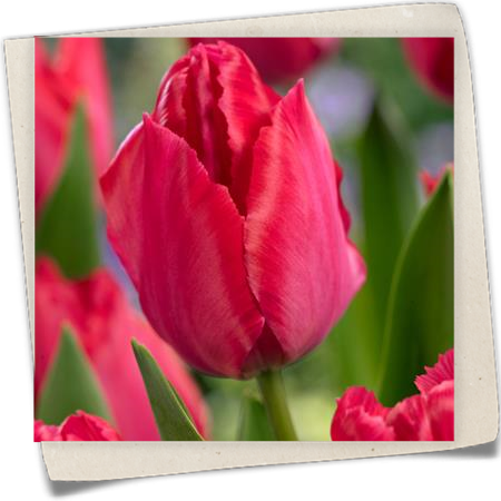 Tulpe 'Lady van Eijk' Tulpe 'Lady van Eijk'