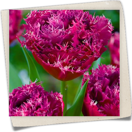 Gefranste Tulpe 'Mascotte' Gefranste Tulpe 'Mascotte'