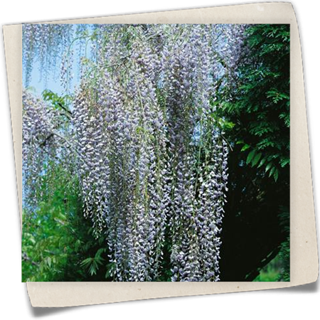 Edelblauregen 'Macrobotrys' Edelblauregen 'Macrobotrys'