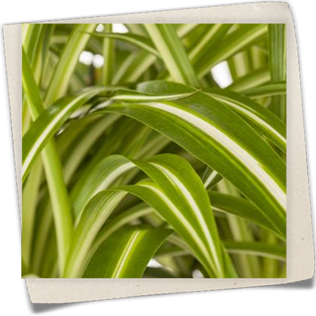 Grünlilie Grünlilie