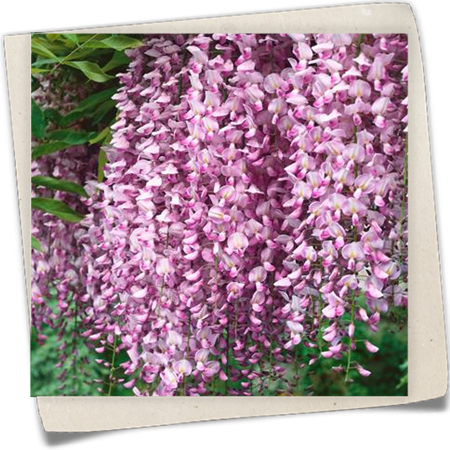 Chinesischer Blauregen 'Rosea' Chinesischer Blauregen 'Rosea'