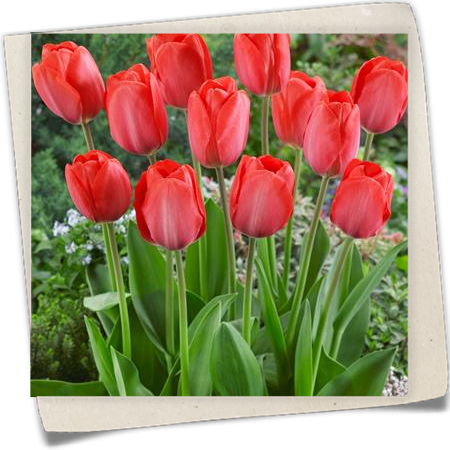 Tulpe 'Van Eijk' Tulpe 'Van Eijk'