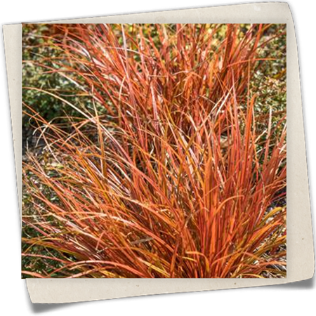 Garten-Mahagonigras 'Firedance' Garten-Mahagonigras 'Firedance'