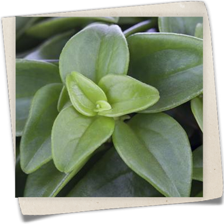 Zwergpfeffer Zwergpfeffer