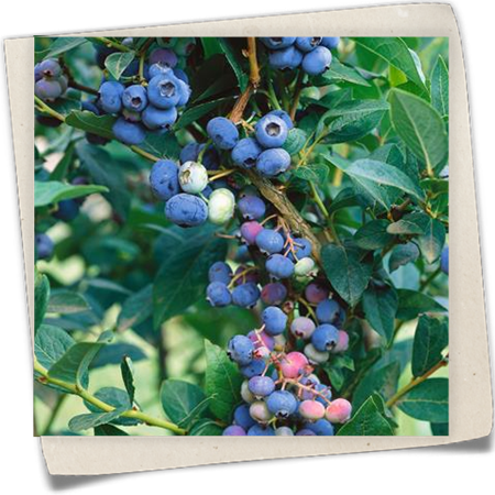 Heidelbeere 'Brigitta Blue' Heidelbeere 'Brigitta Blue'