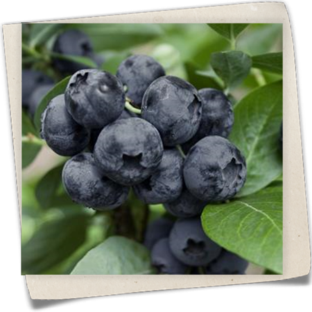 Heidelbeere 'Goldtraube' Heidelbeere 'Goldtraube'