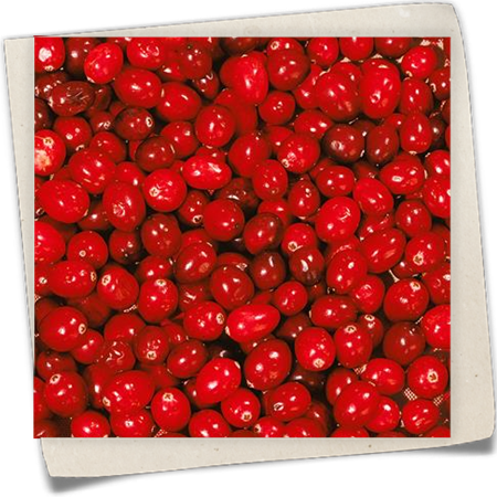 Großfrüchtige Moosbeere Großfrüchtige Moosbeere