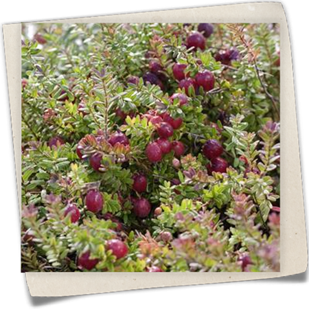 Moosbeere 'Pilgrim' Moosbeere 'Pilgrim'