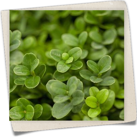 Kleinblättriger Buchsbaum 'Herrenhausen' Kleinblättriger Buchsbaum 'Herrenhausen'