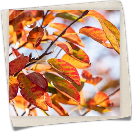 Felsenbirne 'October Flame'® Felsenbirne 'October Flame'®