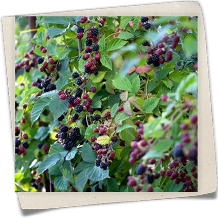 Brombeere 'Thornfree' Brombeere 'Thornfree'