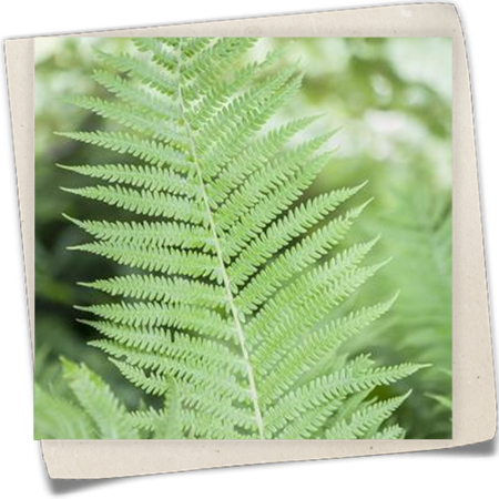 Wald-Frauenfarn Wald-Frauenfarn