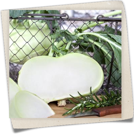 Kohlrabi 'Superschmelz' Kohlrabi 'Superschmelz'
