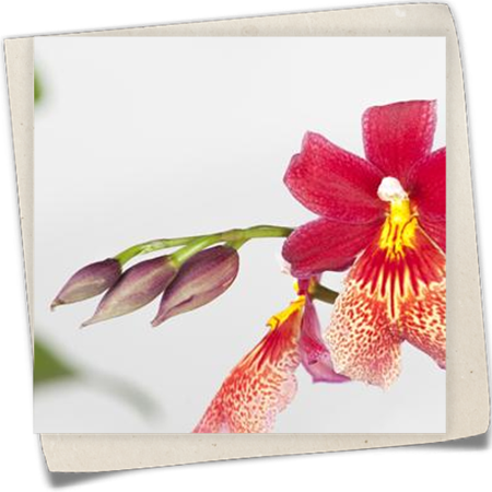 Cambria-Orchidee 'Nelly Isler' Cambria-Orchidee 'Nelly Isler'