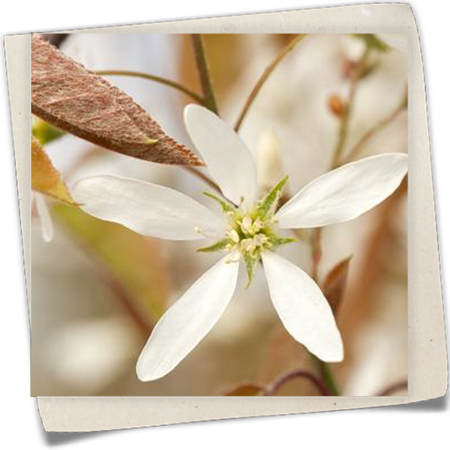 Kupfer-Felsenbirne Kupfer-Felsenbirne