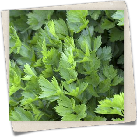 Schnitt-Sellerie Schnitt-Sellerie