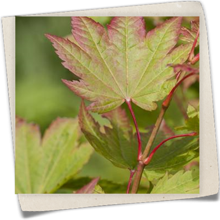 Shirasawa-Ahorn Shirasawa-Ahorn