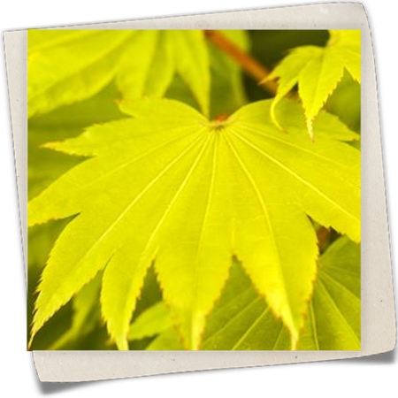 Japanischer Goldahorn 'Aureum' Japanischer Goldahorn 'Aureum'