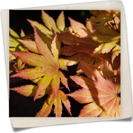 Japanischer Goldahorn 'Autumn Moon' Japanischer Goldahorn 'Autumn Moon'