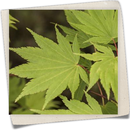 Fächerahorn 'Jordan'(s) Fächerahorn 'Jordan'(s)