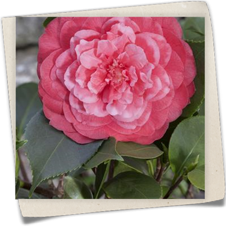 Japanische Kamelie Japanische Kamelie