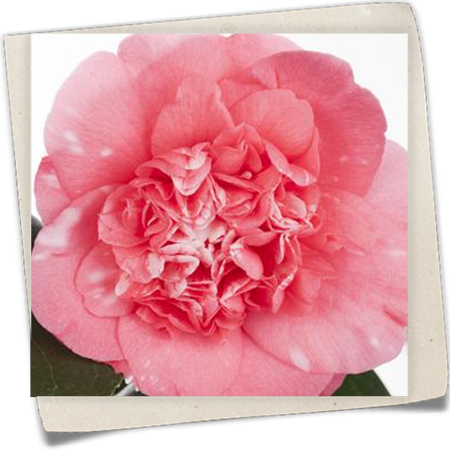 Kamelie 'Ballet Queen' Kamelie 'Ballet Queen'