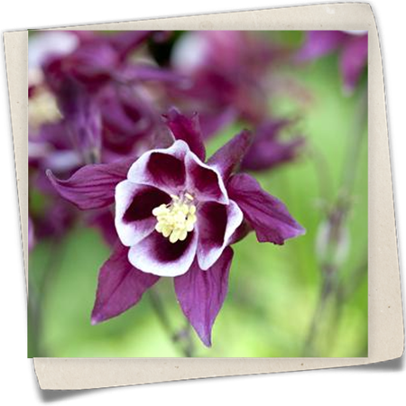 Langspornige Akelei Langspornige Akelei