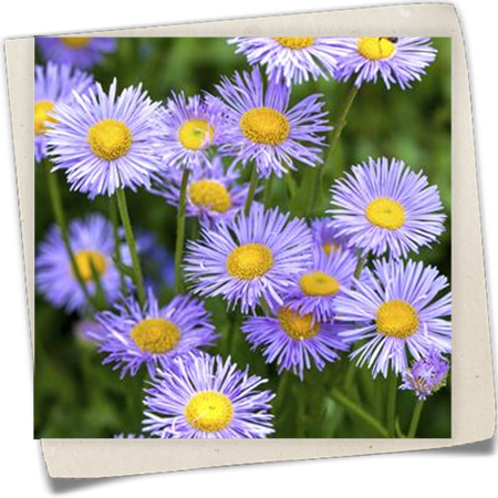 Kissen-Aster Kissen-Aster