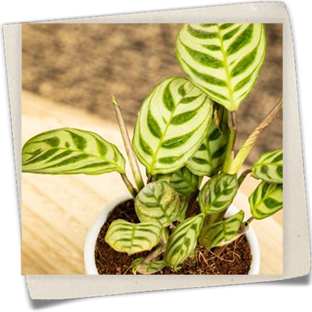 Korbmarante Korbmarante