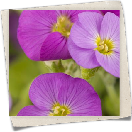 Blaukissen 'Florado Rose Red' Blaukissen 'Florado Rose Red'