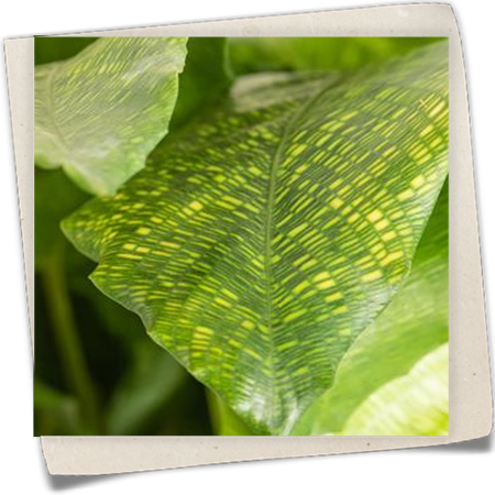 Korbmarante 'Network' Korbmarante 'Network'