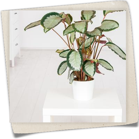 Korbmarante Korbmarante