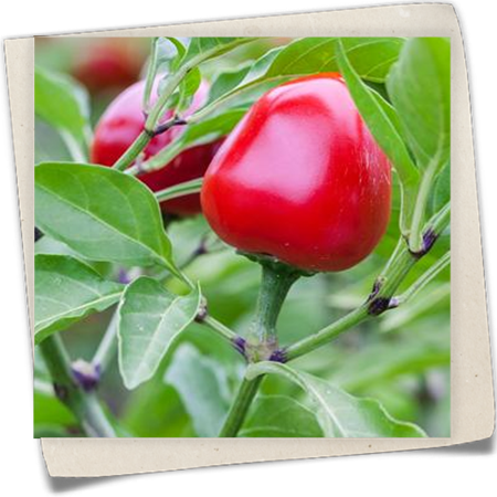 Kirschpaprika Kirschpaprika