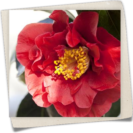 Kamelia 'Bob Hope' Kamelia 'Bob Hope'