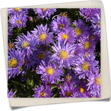 Garten-Kissen-Aster 'Blaue Lagune' Garten-Kissen-Aster 'Blaue Lagune'