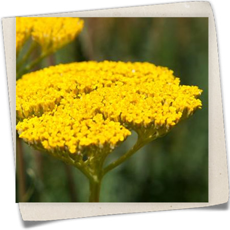 Hohe Gold-Garbe Hohe Gold-Garbe